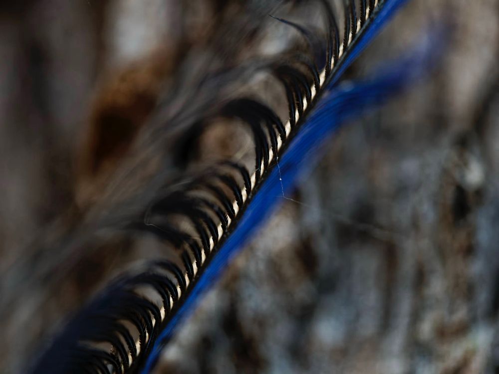 a very tired blue crimson rosella feather showing the light cream coloured rachis between the black barbs that have been swept diwn by rain, all ovef the blue barbs with the tree trunk the feather is stuck in tge background.