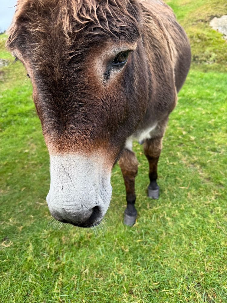 A cute brown donkey with a white muzzle