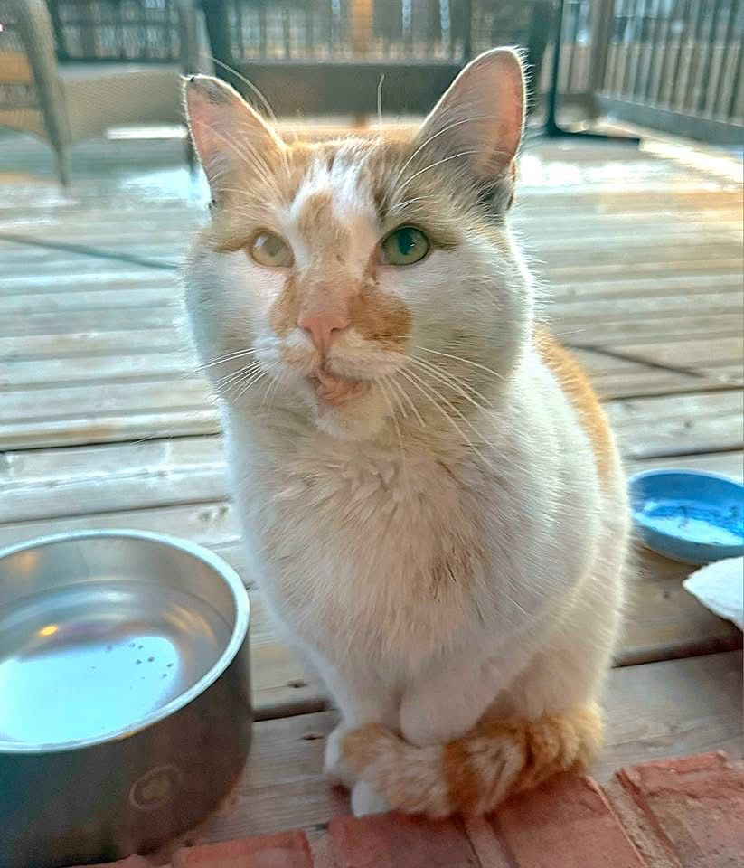 An orange and white cat sitting outside on a deck
