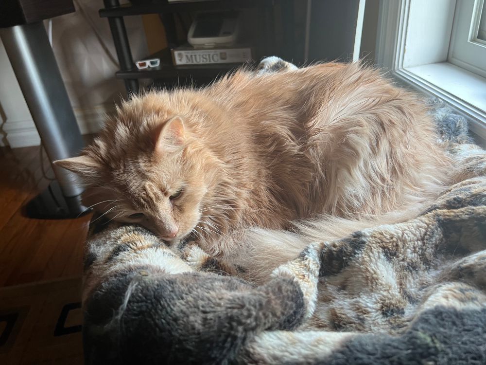 A large orange cat asleep on a blanket