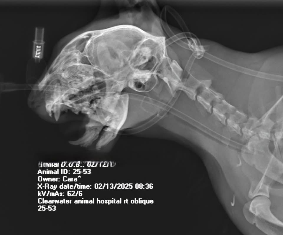 X-ray image of a cat with a broken lower jaw