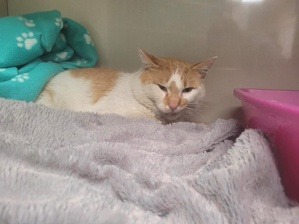 The orange and white cat all warm and cozy with blankets at the vet