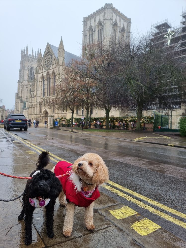 Two dogs in york