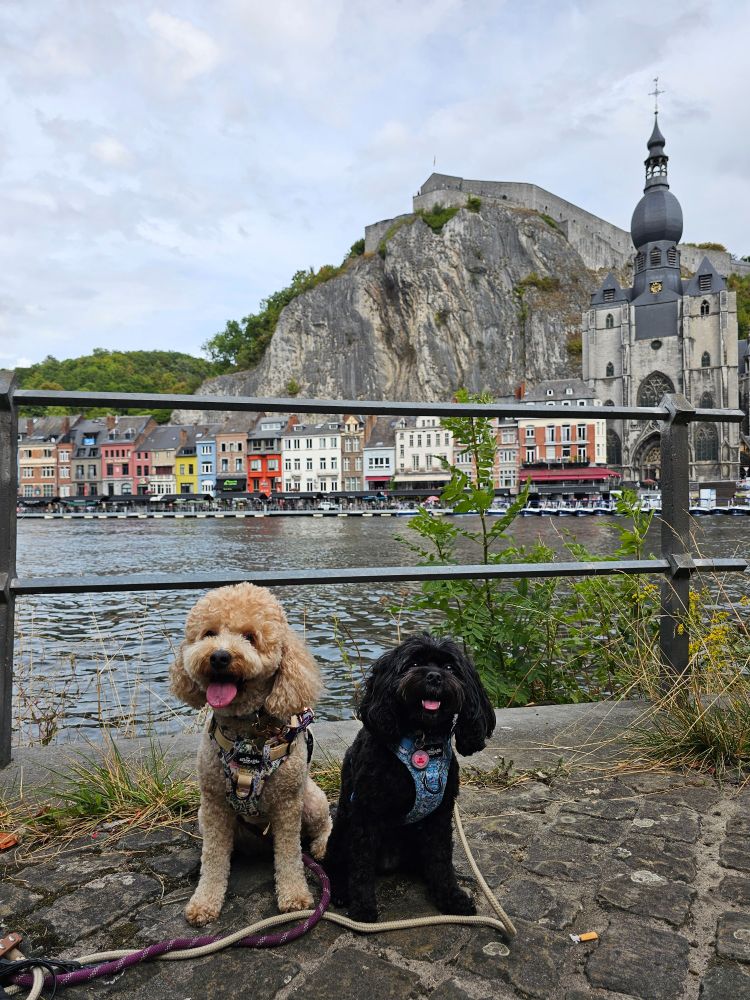 Ruby and Rosie in Dinant