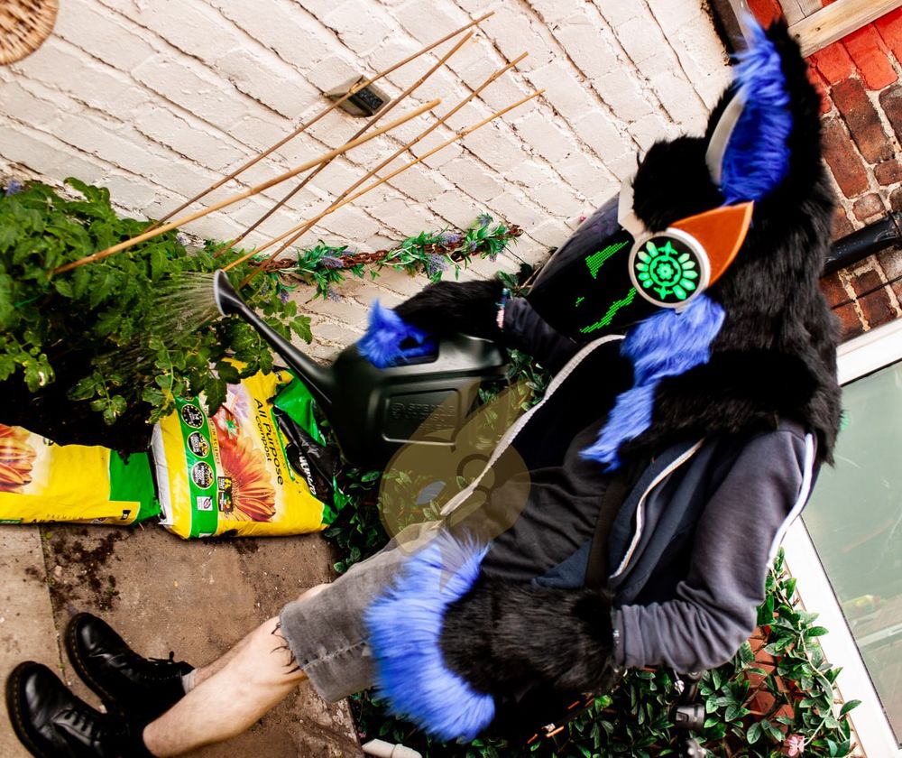 A photograph of a protogen fursuit. The fursuit blue and black fur, the head has a black visor and bronze and silver painted plastics as to look metallic.Black and blue paws and long ears, blue interior black exterior and silver ridge up the middle. The LED electronics which create the face are green. The fursuiter is watering some young tomato plants growing out of a compost bag.