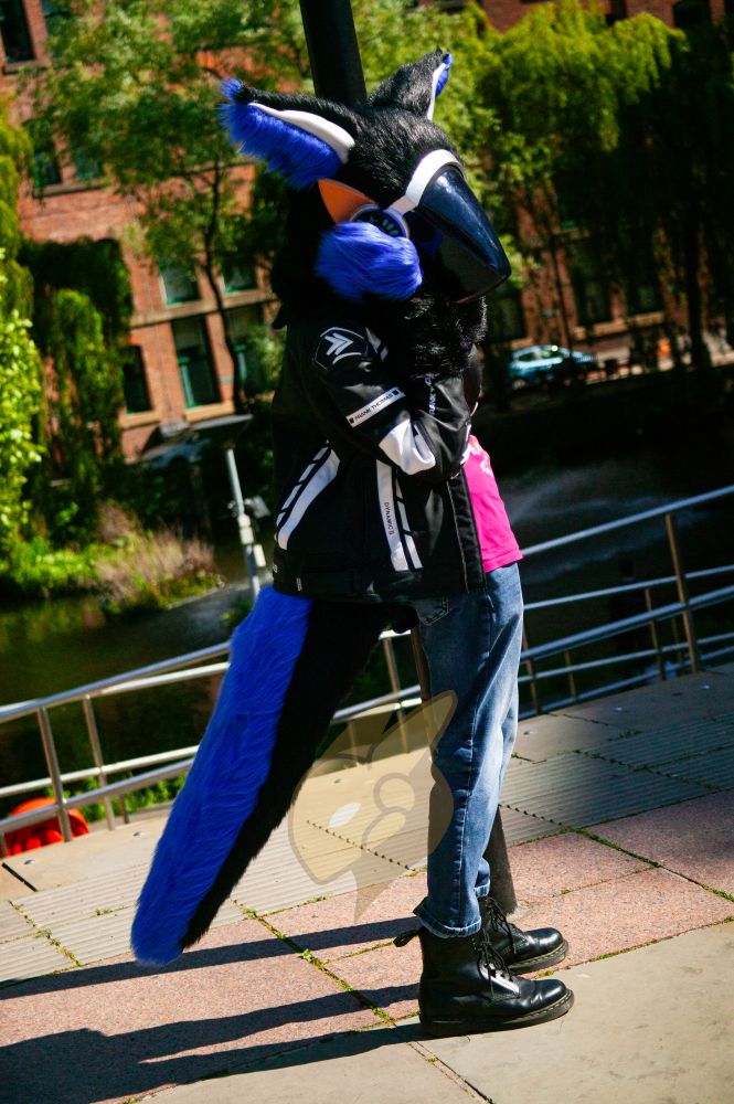 A photograph of a protogen fursuit standing against a background of red brick building trees and water. The fursuit is a protogen partial with blue and black fur and long ears. The plastics have been painted metallic silver and bronze. The fursuiter has a long thick blue and black, raptor like tail and stands with paws on head as if in shock.