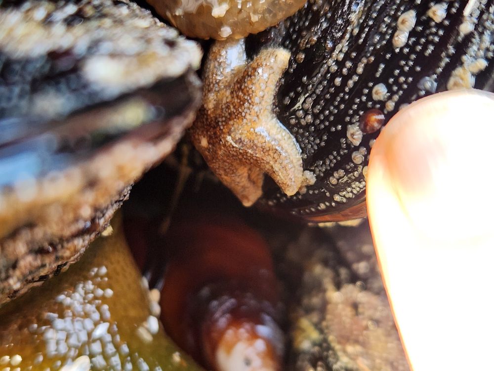 A five-armed sea star clings to a black mussel shell beaded as if with jewels by baby barnacled. A human finger is nearby. The nail bigger than the star.