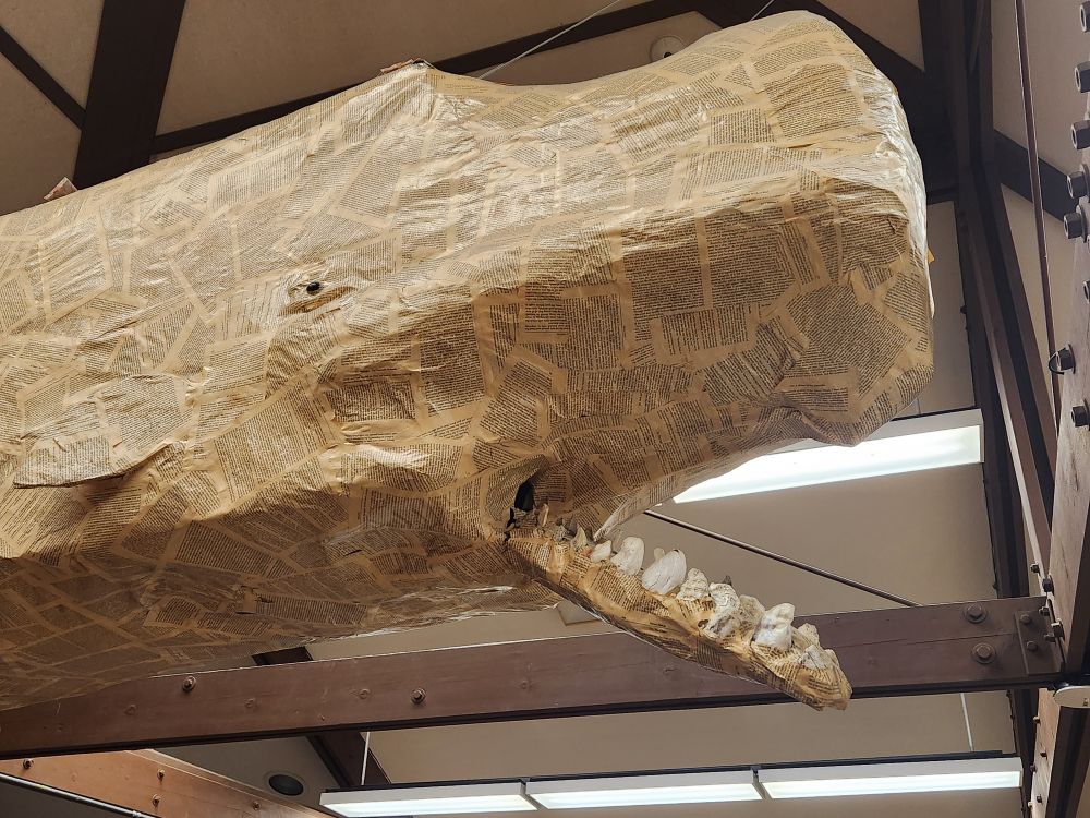 Part of a paper mache whale made of pages from "Moby Dick" hanging from a ceiling of research lab in Friday Harbor. Washington. 