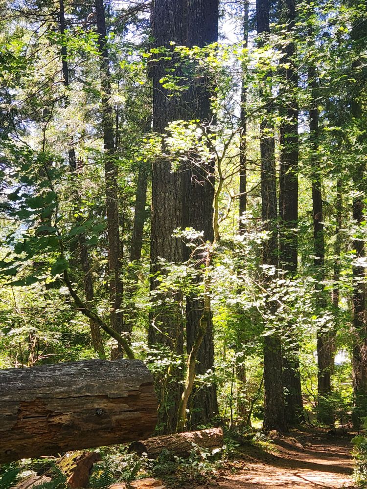 Light filtering through mature forest of fir trees, and small maple. Photo from North Cascades National Park in Washington state, USA.