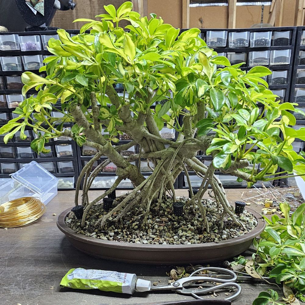 An exposed root schefflera bonsai sitting on a work desk surrounded with various bonsai tools. 
