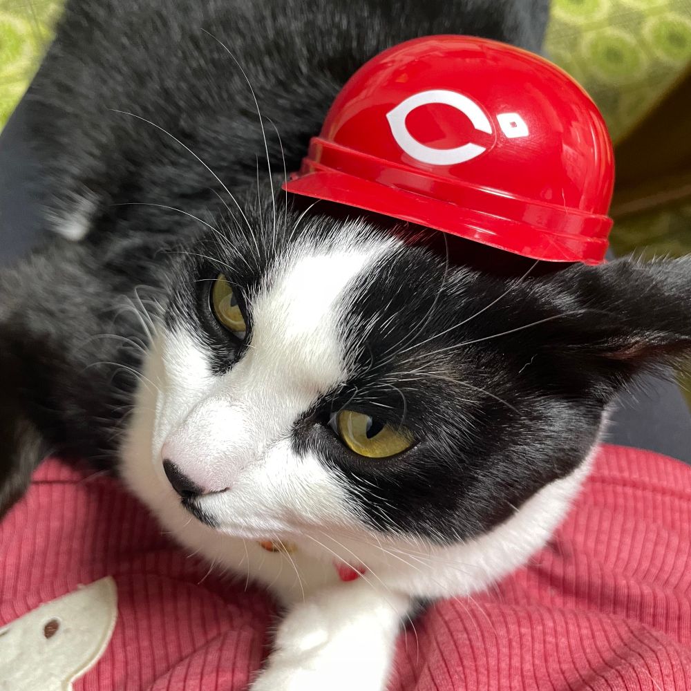 カープマークの赤ヘルを乗せられた白黒ハチワレ猫