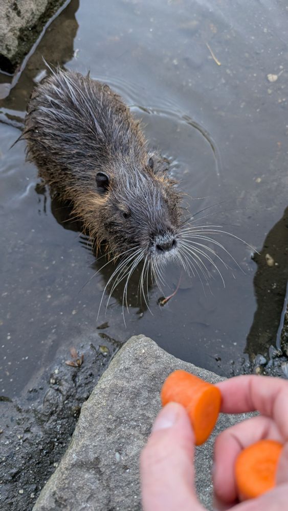 Ein Nutriababy streckt sich nach einer Hand die ein Stück Möhre hinhält. 