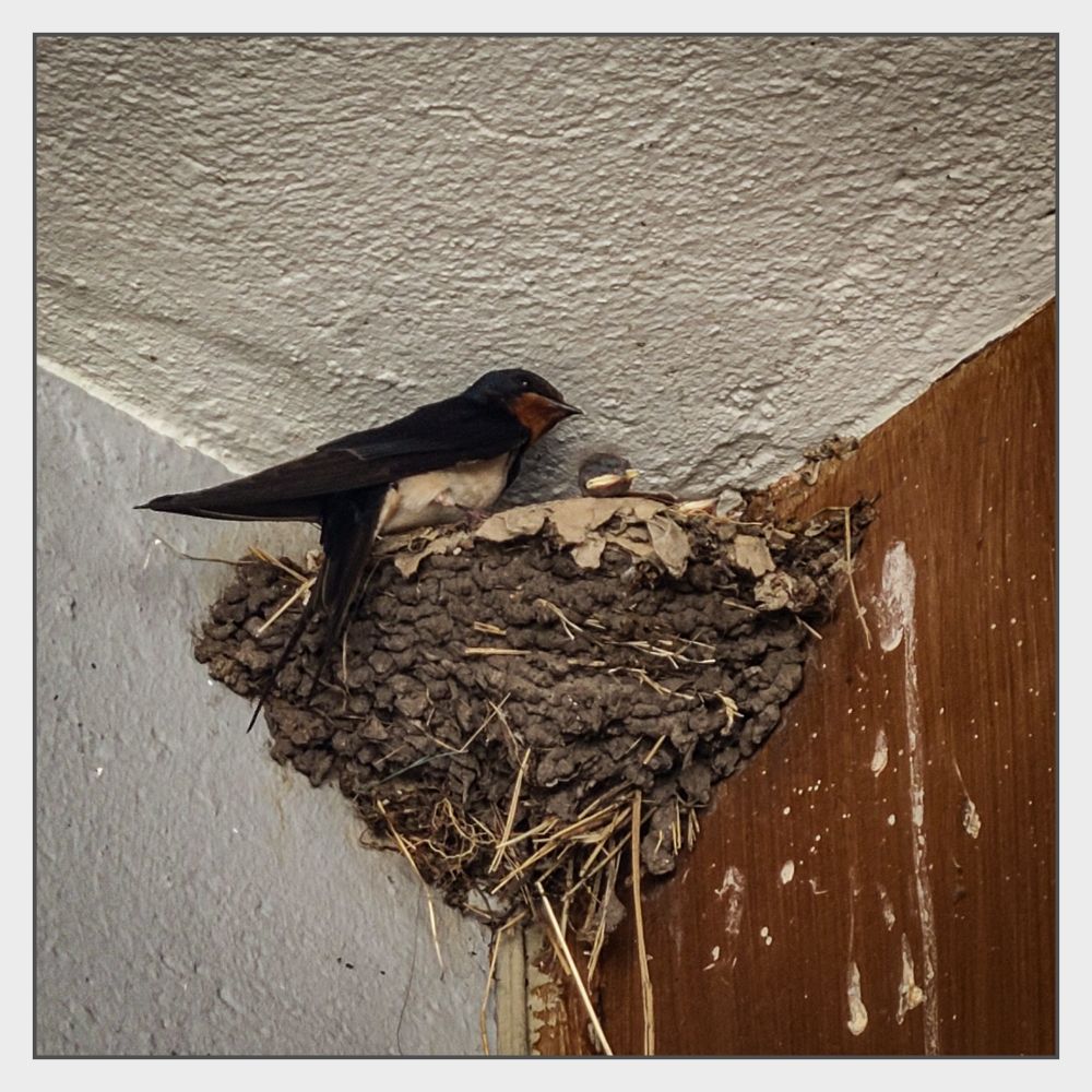 Eine Rauchschwalbe sitzt an ihrem Nest aus Lehm und Stroh unter einem Dachvorsprung, daneben schaut der Kopf eines Jungvogels über den Nestrand. Die Augen sind noch geschlossen.