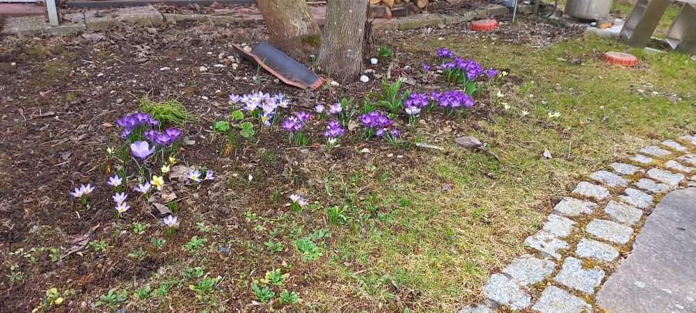 Krokusse in der Sonne
