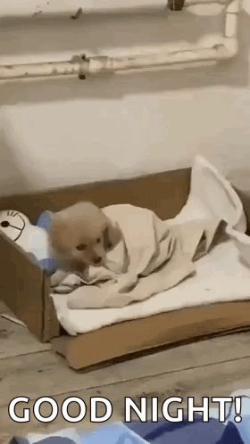 a puppy is wrapped in a blanket in a cardboard box and says `` good night '' .