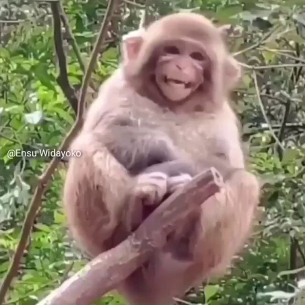 a monkey is sitting on a tree branch and looking at the camera .