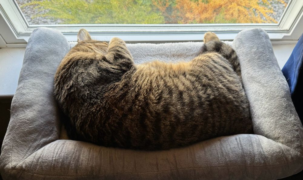 A picture of a gray/brown tabby cat curled up in a window side bed, one paw draped over his face.