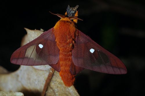 Dame's Rescue Anisota. 
