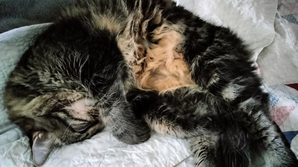 Dark, gray tabby cat snoozing with his belly out and paw over his nose.
