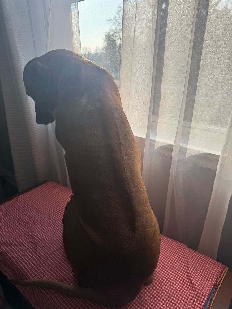 A large dog sits inside gauzy curtains in the sunshine by a window, looking forlorn and bored AF.