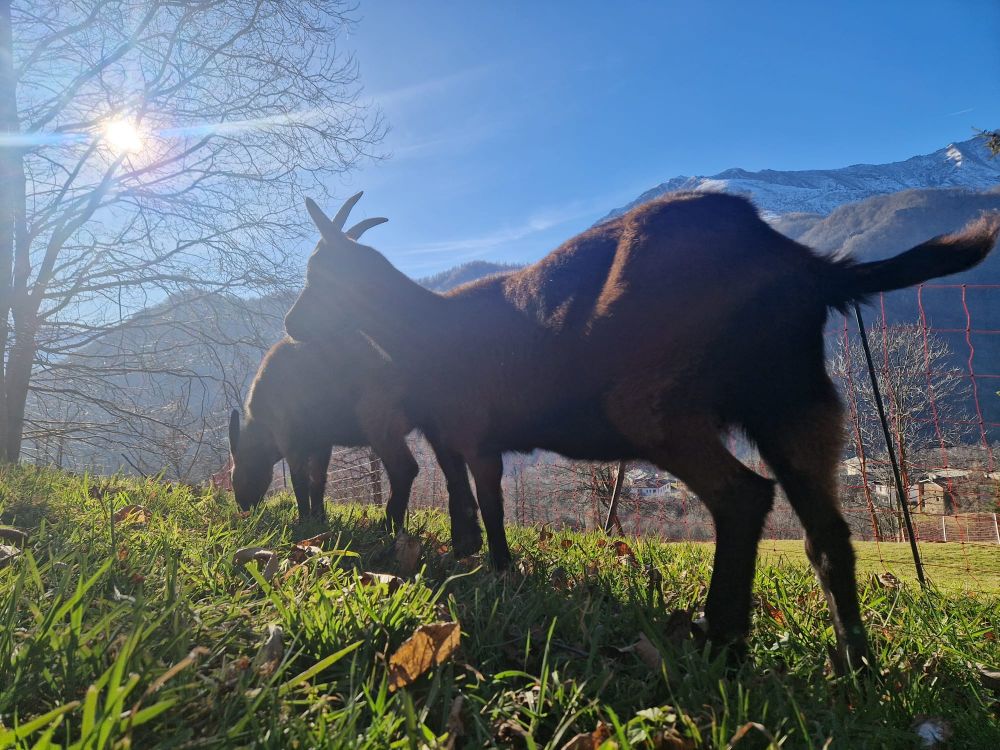 Vuohia laitumella vuoristolaaksossa Piedmontessa