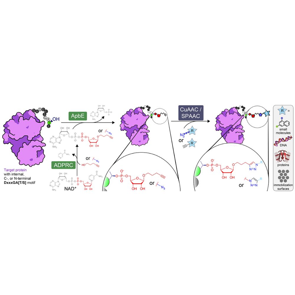 Overview of ADD-tagging including ADP-ribosyl cyclase (ADPRC)-catalysed dinucleotide substrate generation and two step chemoenzymatic labelling of target proteins with the flavin transferase ApbE, followed by click chemistry-based functional group attachment.