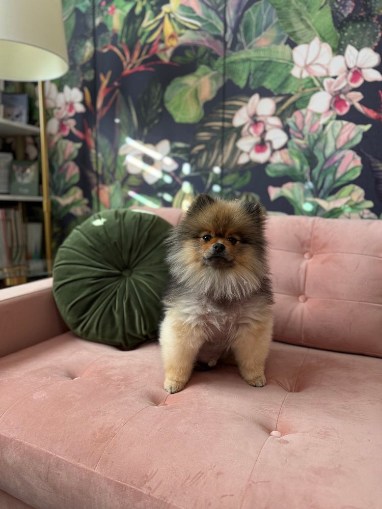 Orange sable Pomeranian sitting on pink velvet couch in front with green cushion, in front of tropical wall paper and brass reading lamp. 