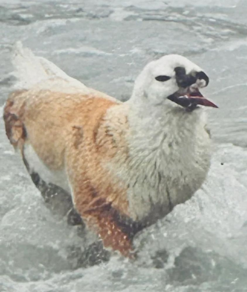 Slop beast from the quoted post, maybe supposed to be a dog