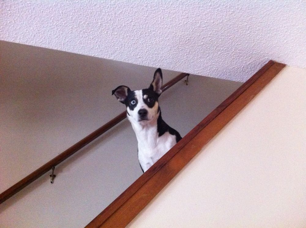 Stevie dog sitting on stairs, looking over the railing