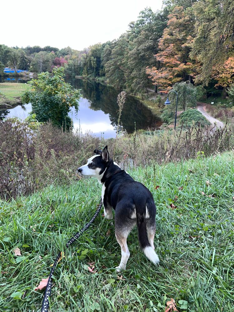 Stevie dog by a pond with foliage