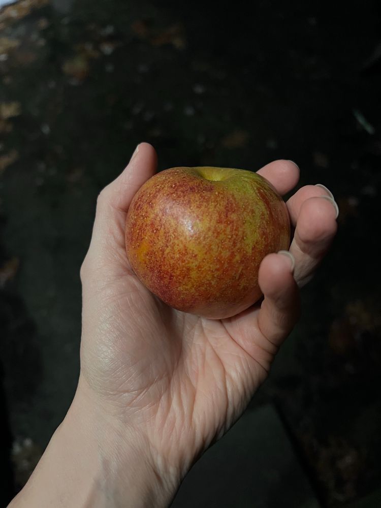 Hand holding a small-medium apple that is mottled red and green in dim lighting