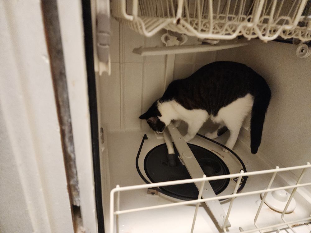 Black and white cat named neeko sniffing inside of a fullly empty dishwasher