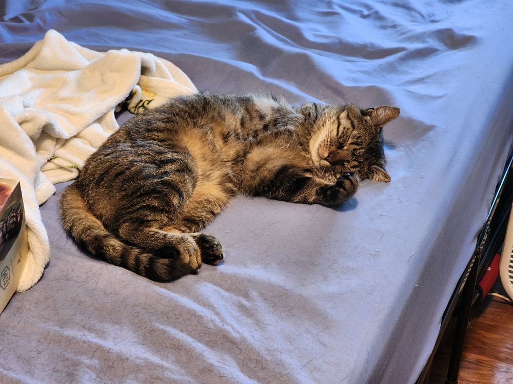 Brown and black tripod cat named Zoro lying on a bed (that is covered in his hair) sleeping in a croissant-like position