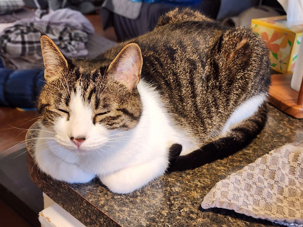 Black and white cat named neeko slow blinking next to me on the kitchen counter