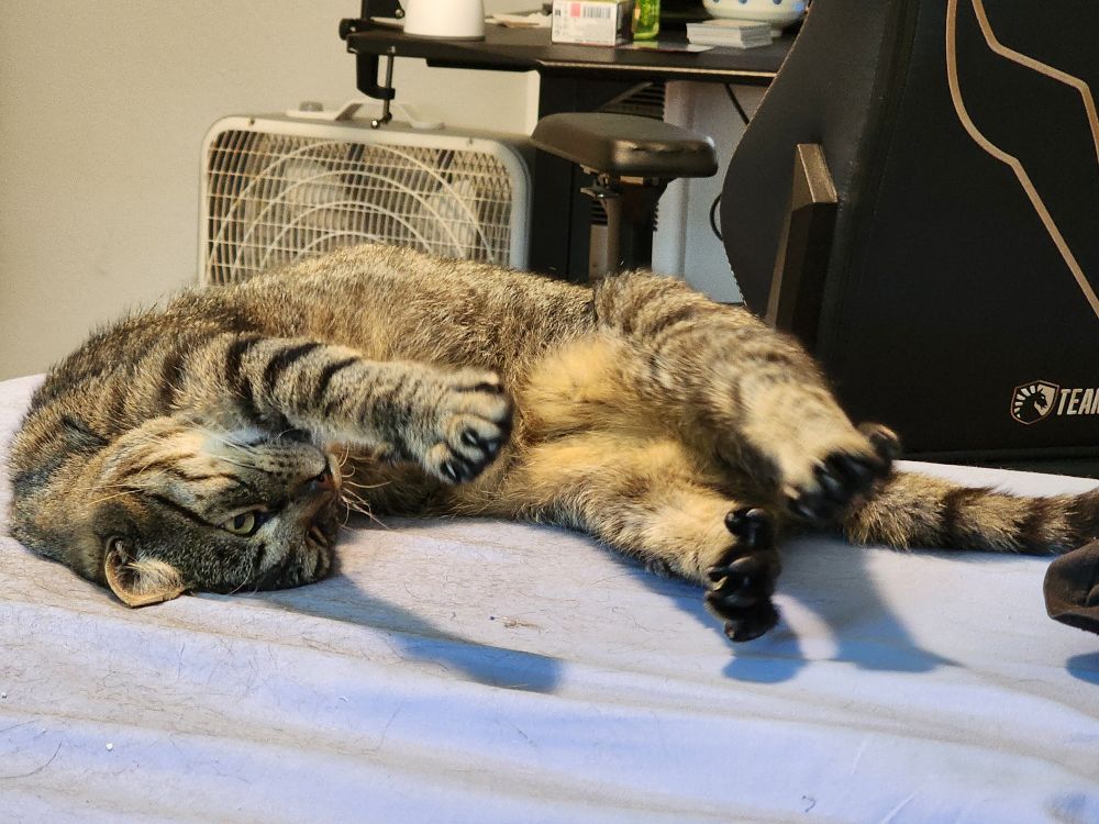 Black and brown three legged cat named zoro laying on a bed and stretching his legs out