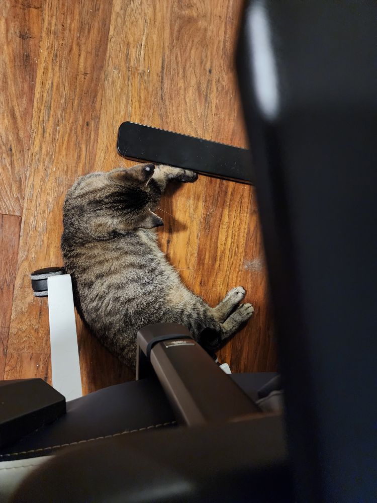 Brown and black tabby cat named zoro, laying under my desk while I work at it
