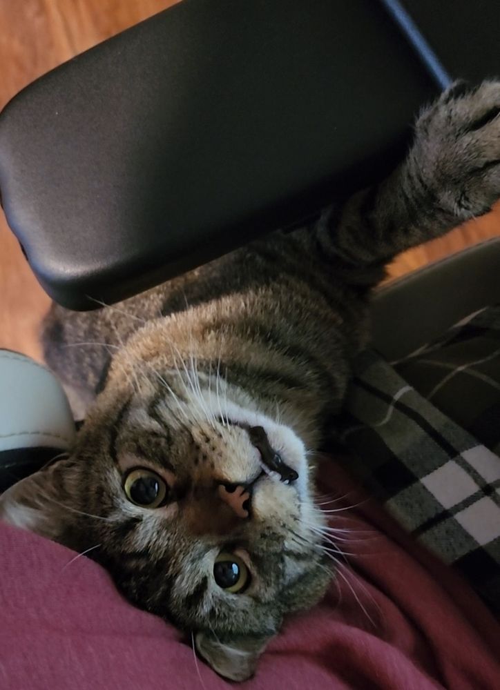 Brown and black 3 legged cat named zoro trying to pull his way up my legs in my office chair