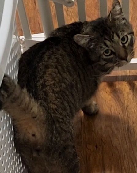 Black and brown three legged cat named zoro up against a baby gate, looking back at the camera