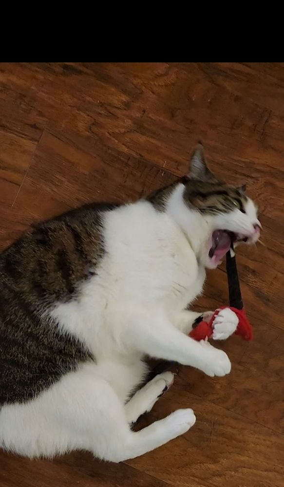 Black, brown, and white cat named Neeko biting a soft toy