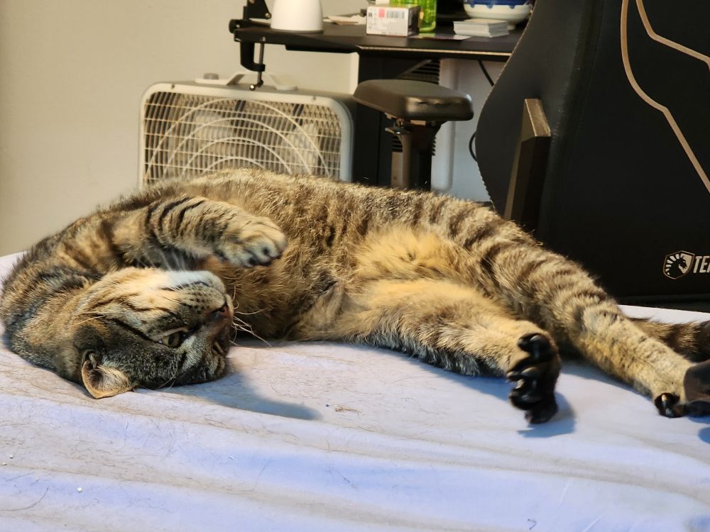 Black and brown three legged cat named zoro laying on a bed and stretching his legs out