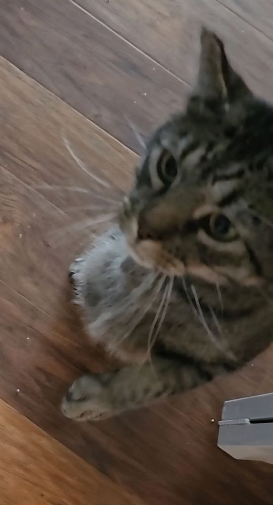 Black and grey tabby cat named zoro standing on his hind legs to reach for my coffee