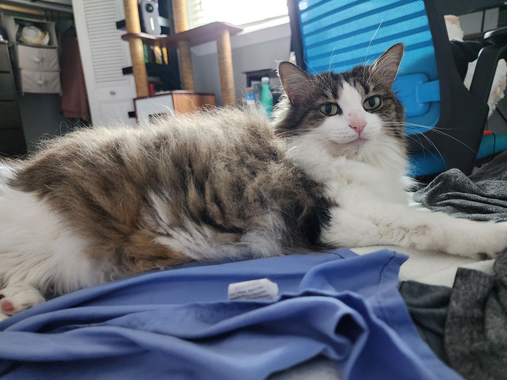 Black brown and white cat named piccolo lounging on a bed next to the camera