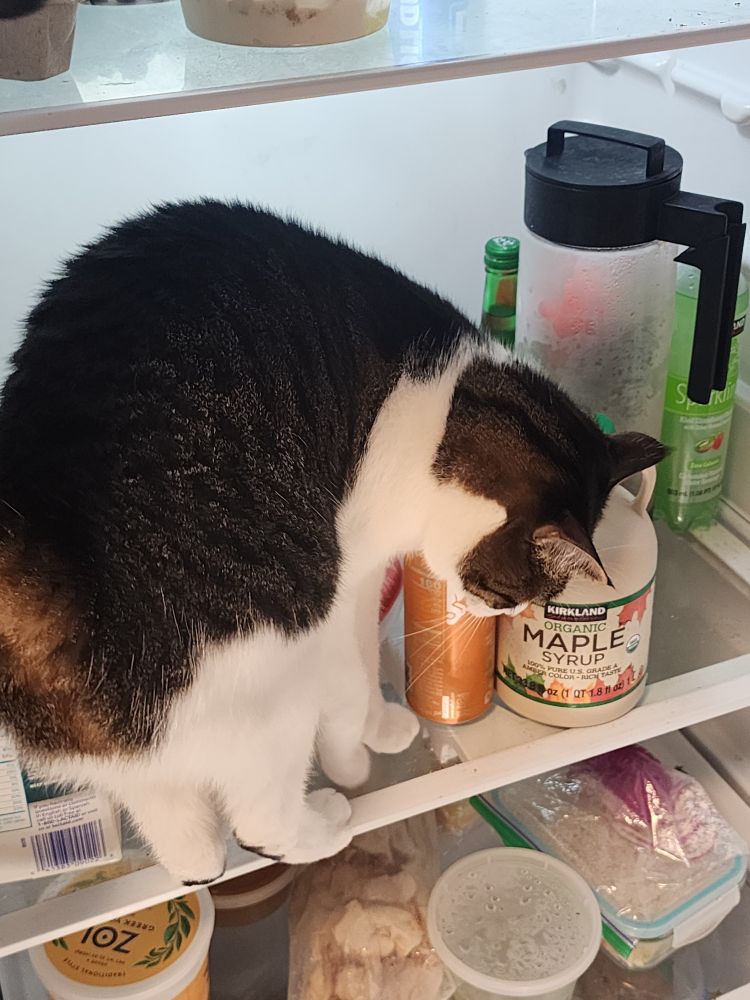Black and white cat named neeko sitting in my open fridge