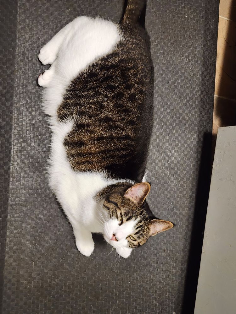 Black and white cat named neeko laying on my kitchen floor while I cook