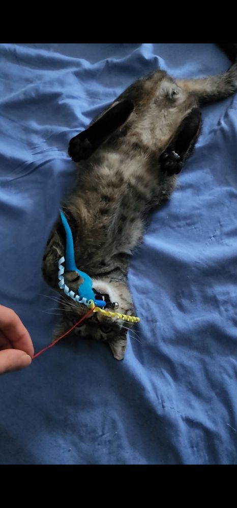 Black and brown three legged cat named zoro, laying on his back playing with a toy