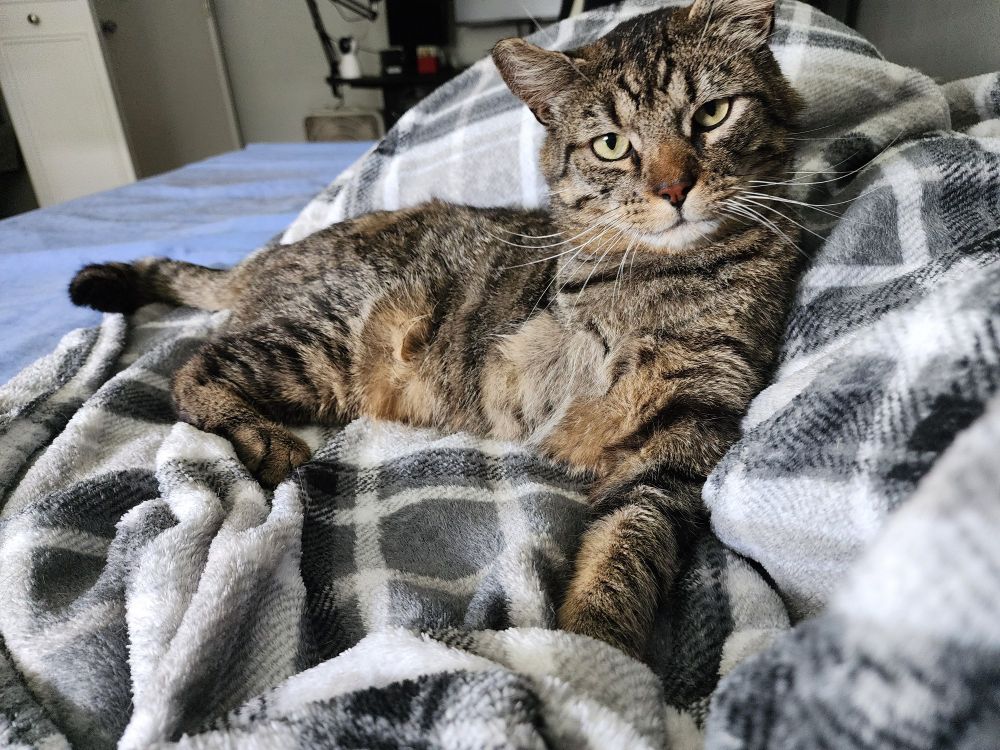 Brown and black, three legged cat named zoro laying on my legs on a blanket