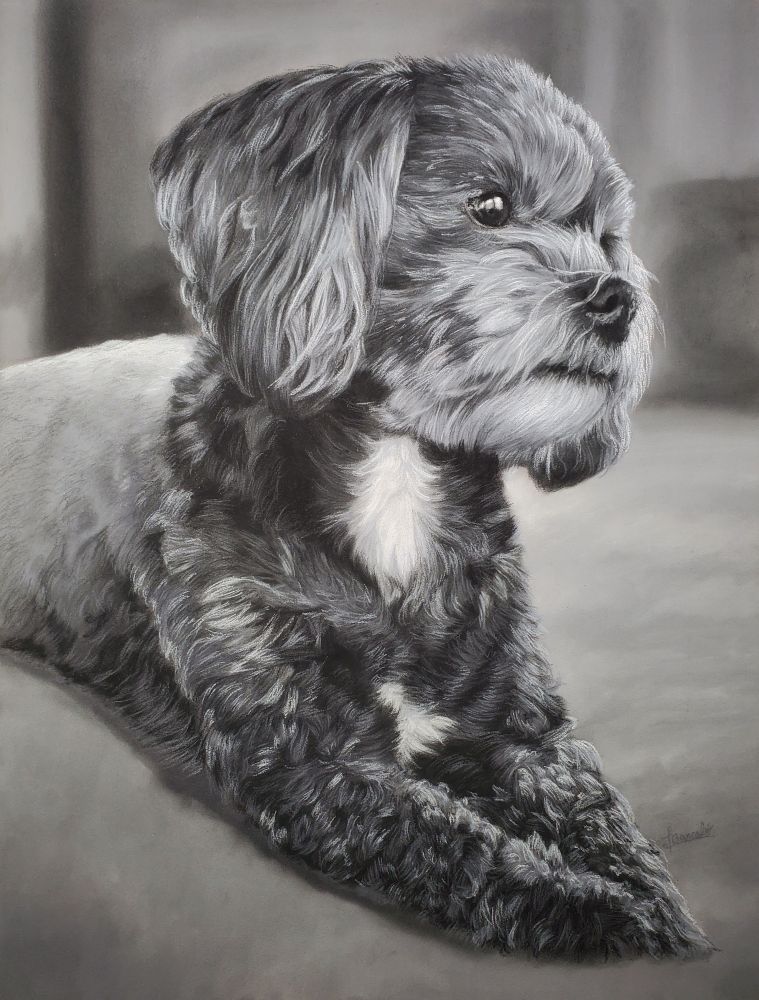Full view of a pastel portrait of a grey and white dog with curly hair.