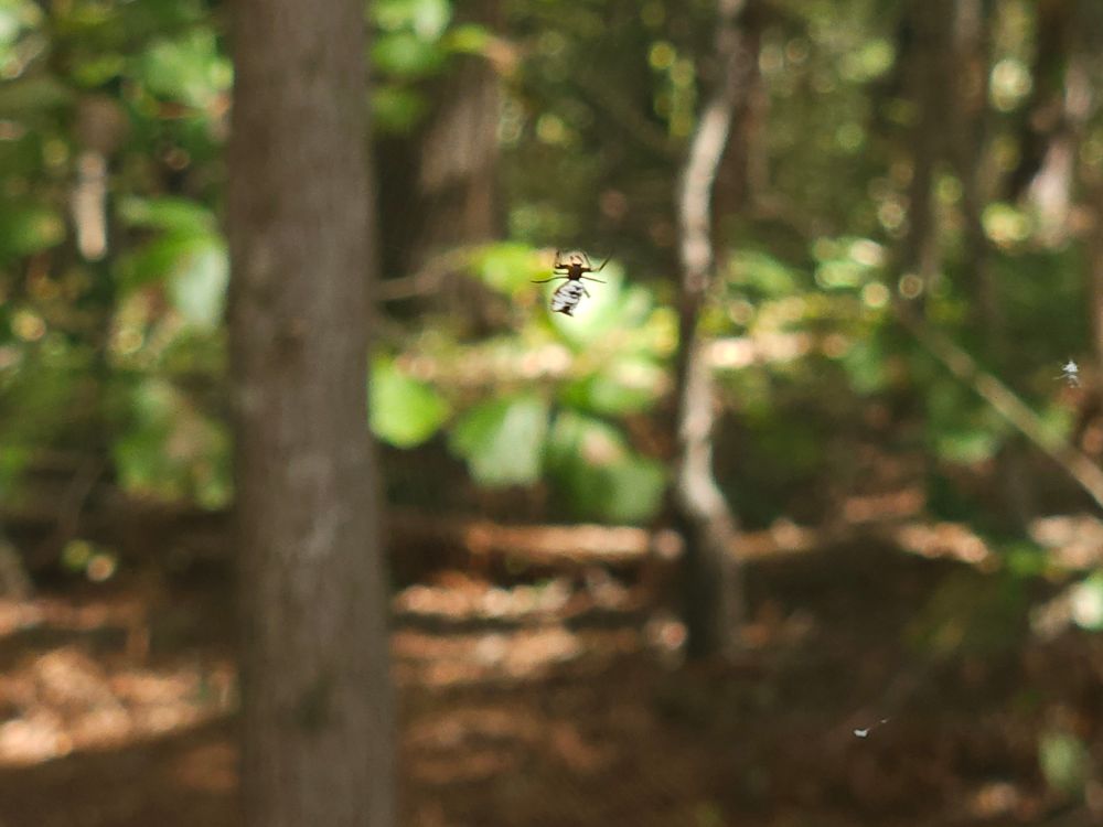 Spined Micrathena #2