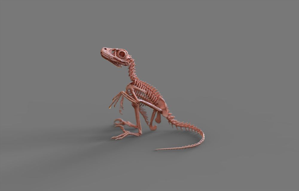Deinonychus hatchling wip. ZBrush/Keyshot.