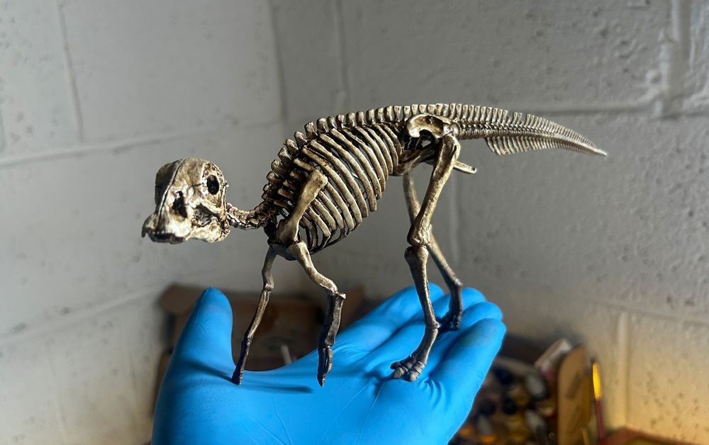 A sculpture of a Maiasaura hatchling's skeleton. Standing on a latex gloved hand.  Painted with a 'boney' finish.